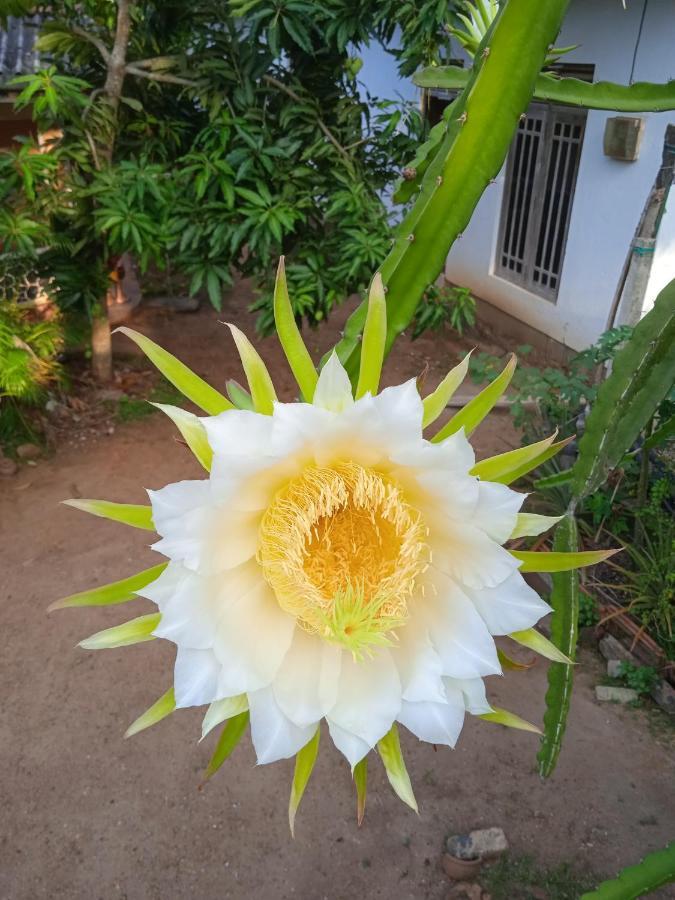 Sanaya Homestay แทนกาลเล ภายนอก รูปภาพ